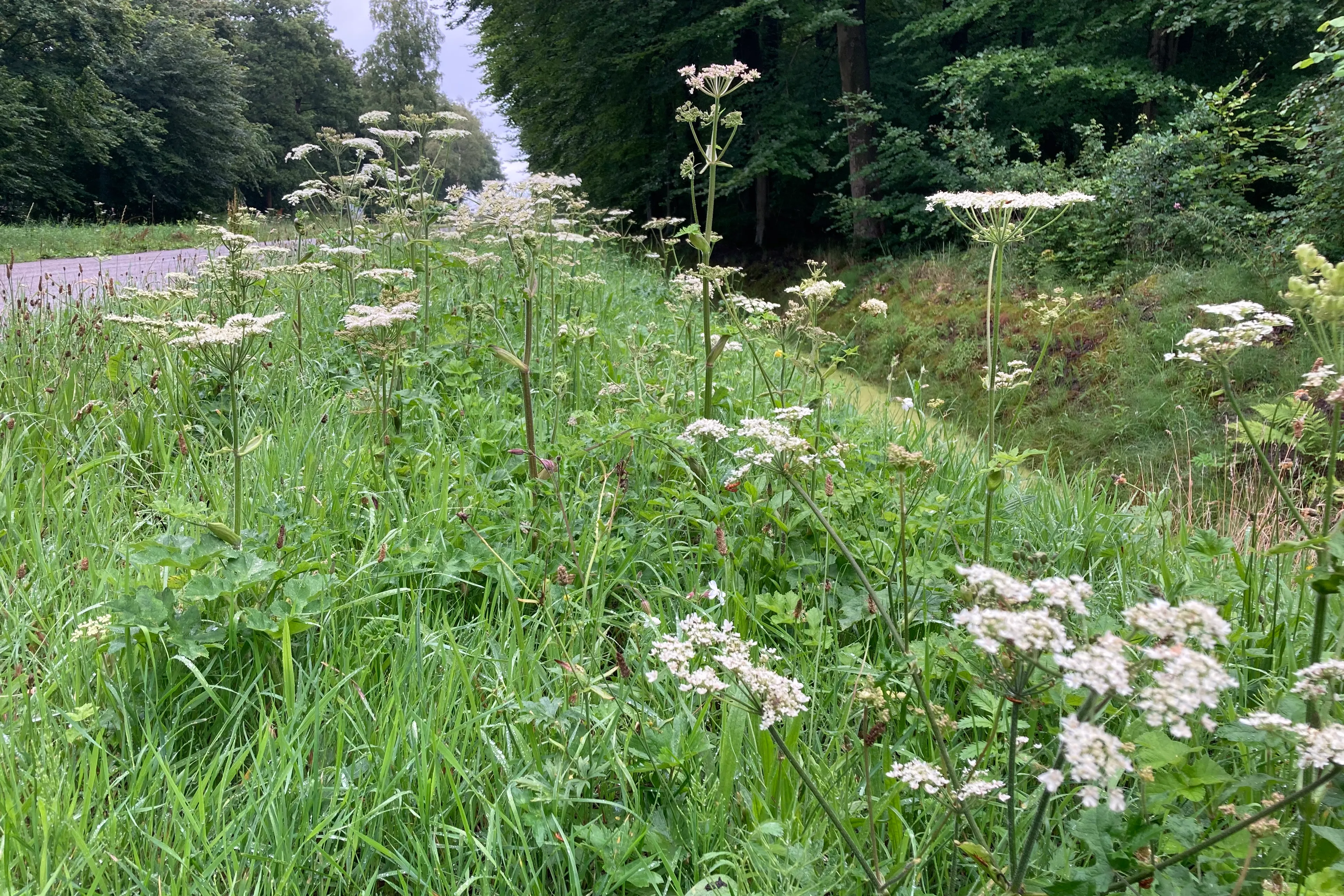 berm 14072020 img 1957