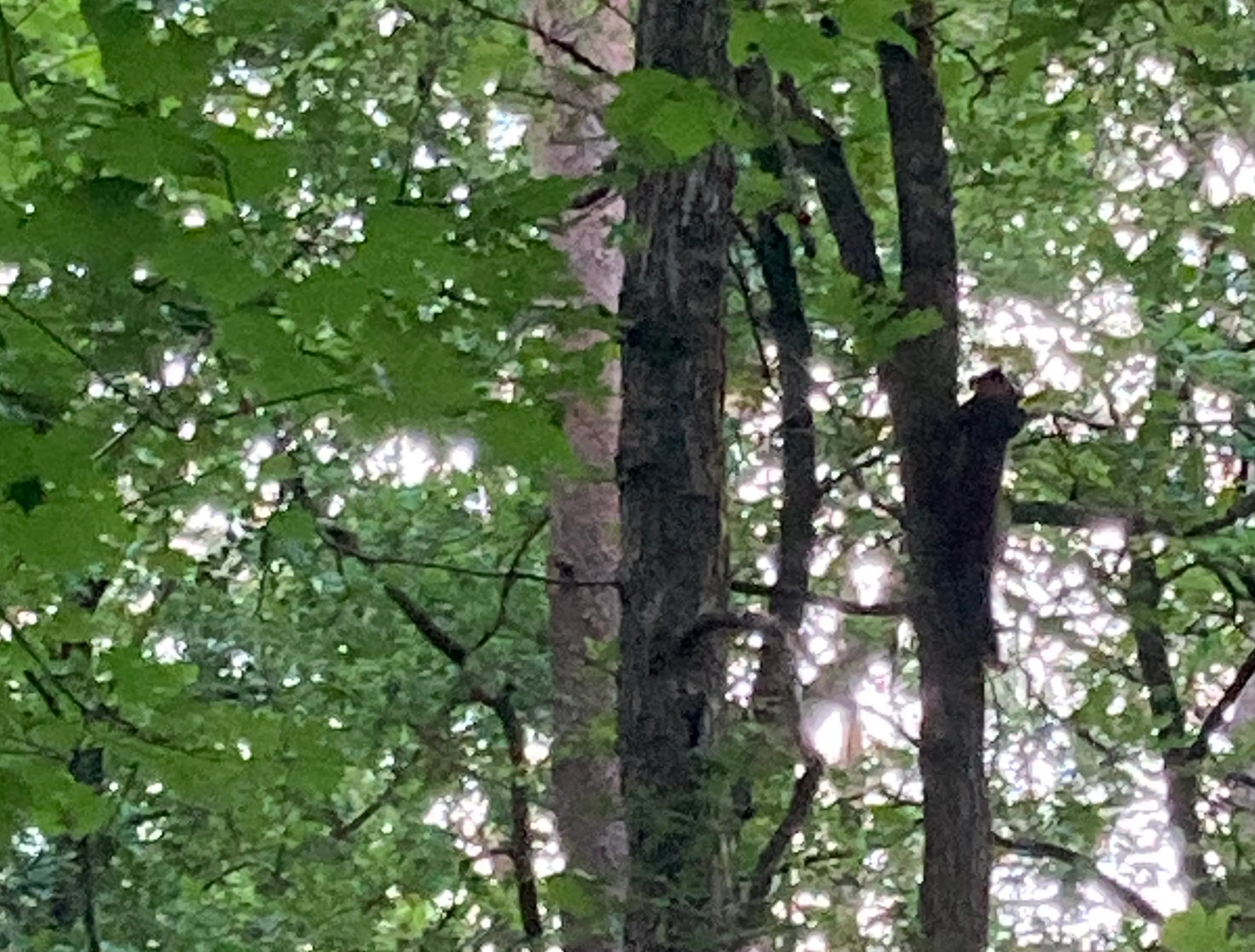 boommarter img 1822 e1594207199220