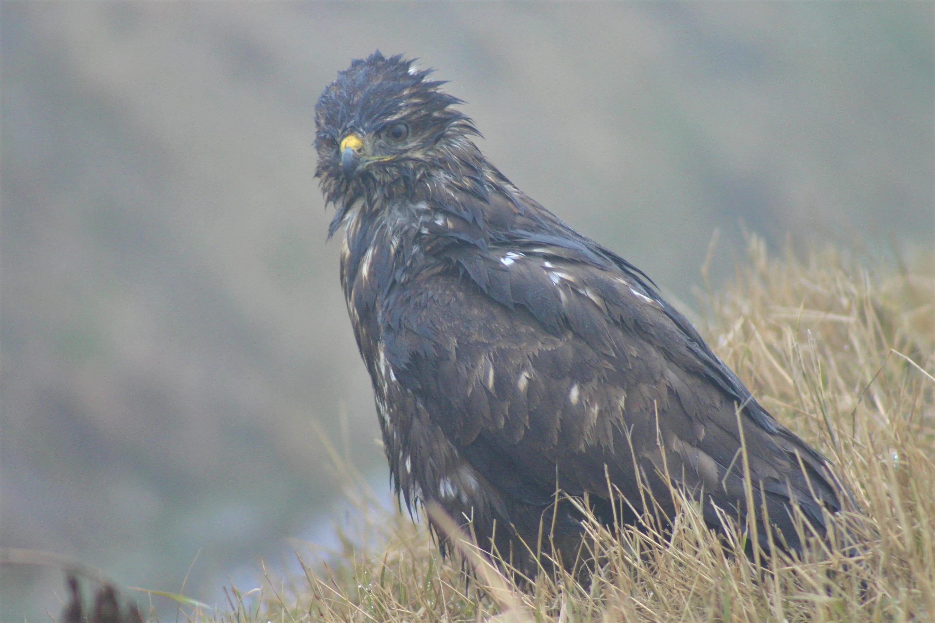 buizerd