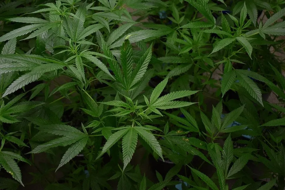 cannabis 4667995 960 720