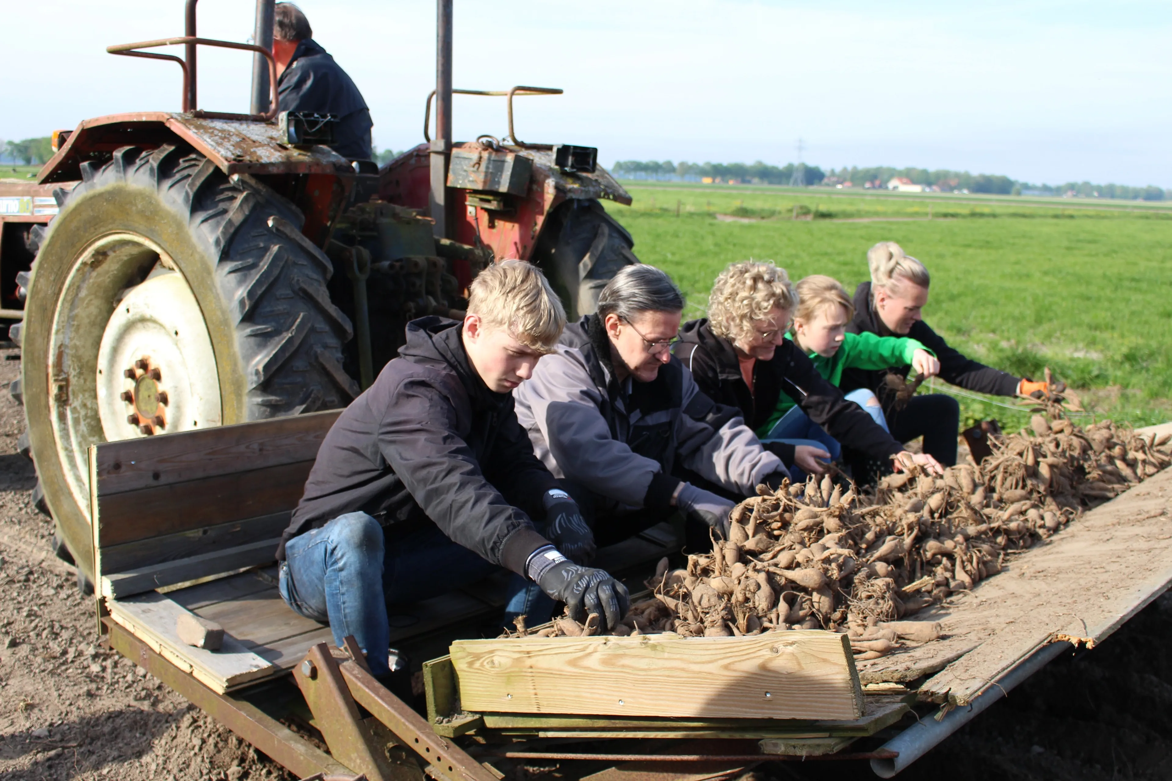 dahliaknollen poten bij excellent 2 door janine renes