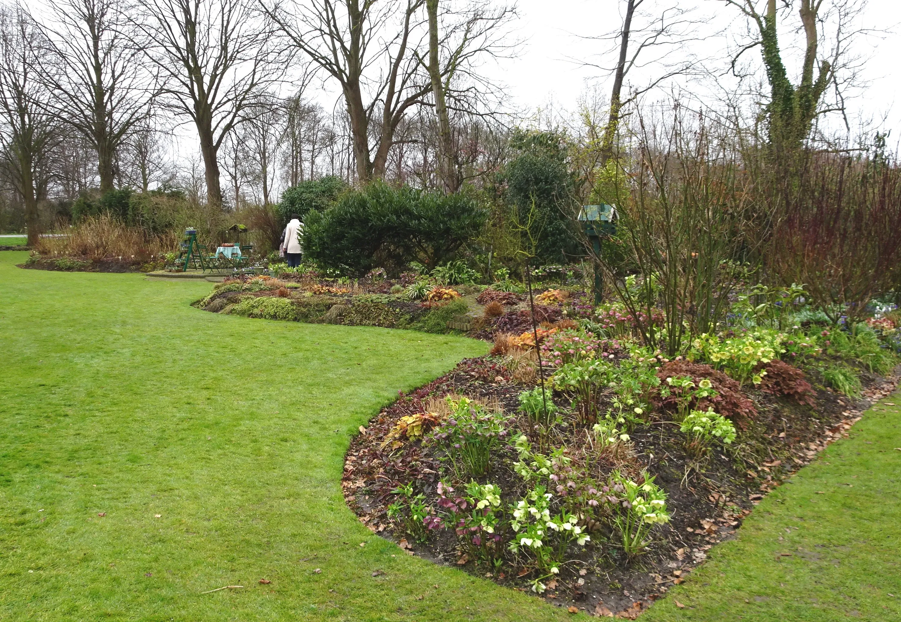 dcs00687 helleborusborder