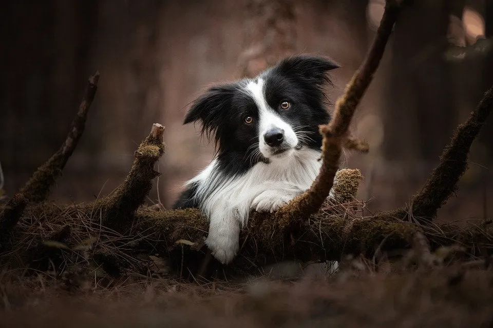 dog 5773924 960 720