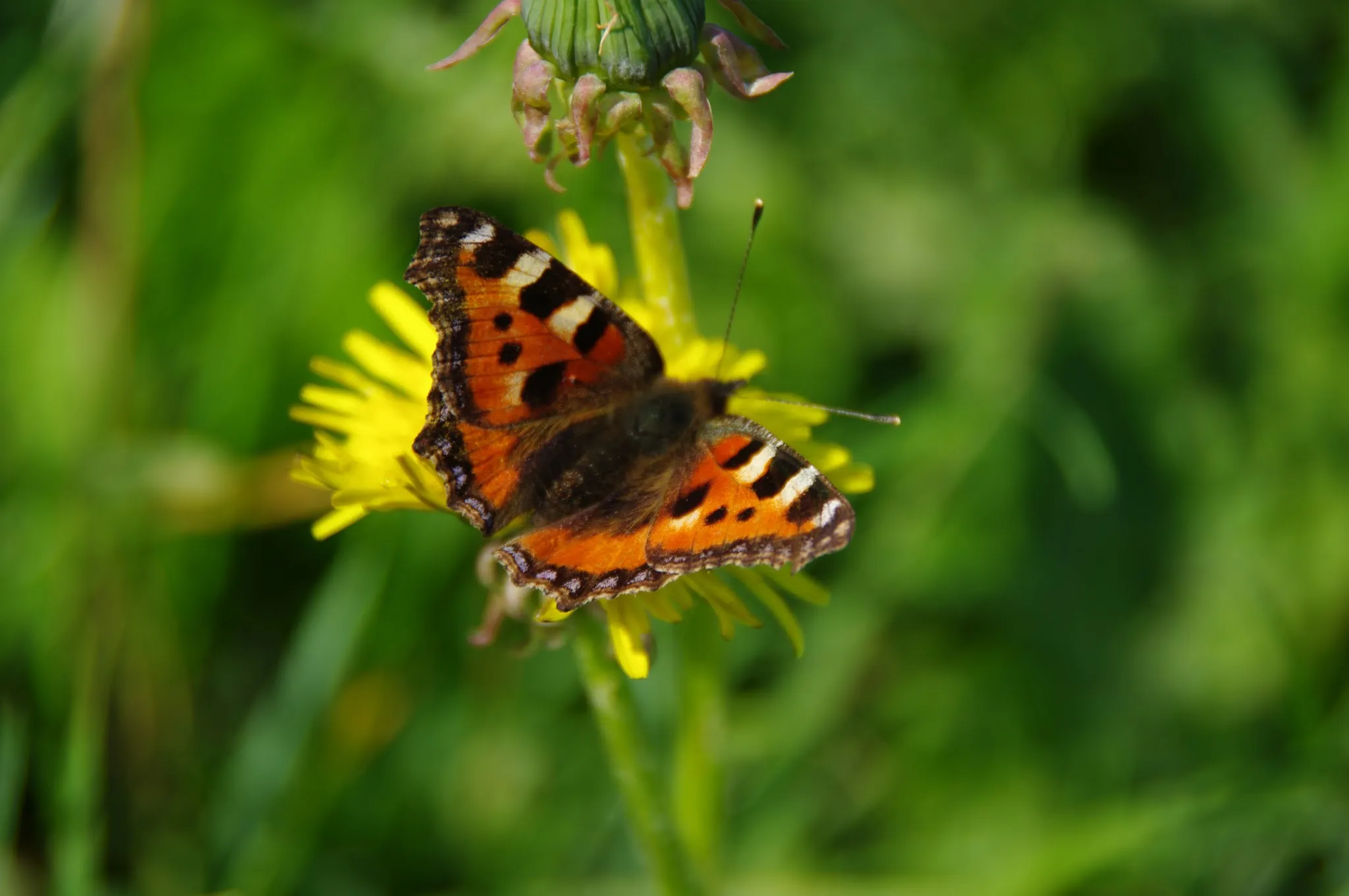 emmelhage anita boes 140815 87