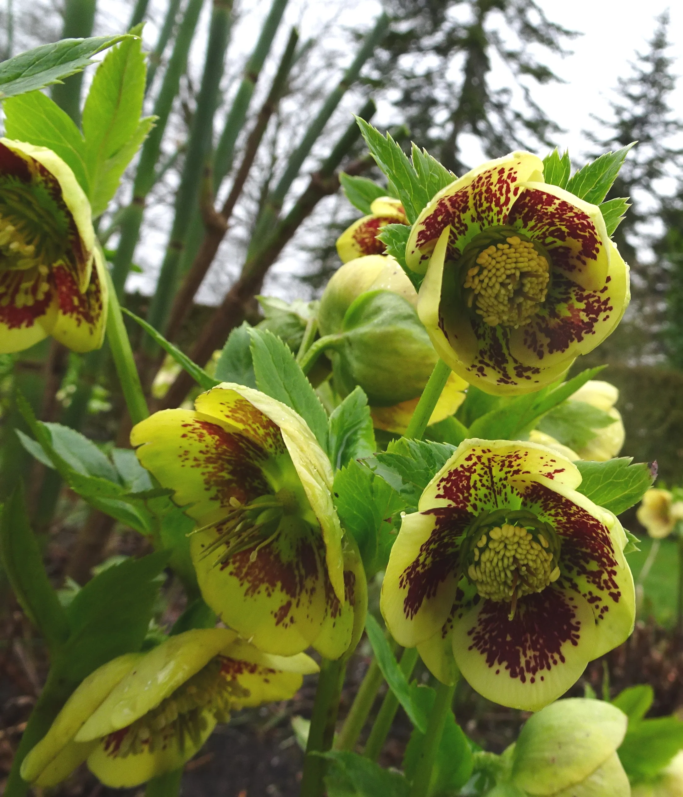helleborus dsc07929 geel en rood