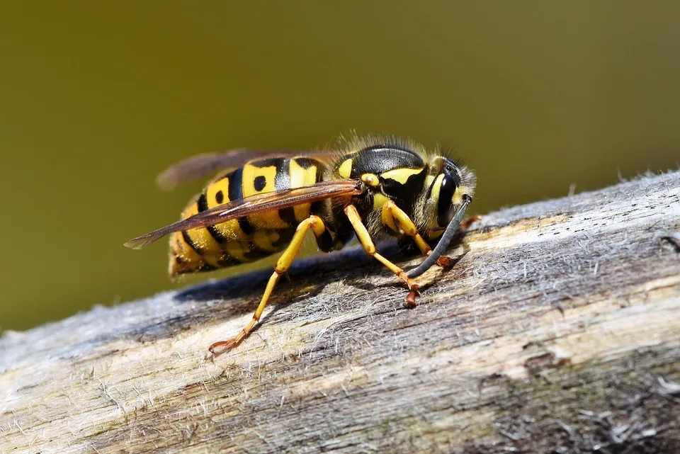 hornet 3350248 960 720