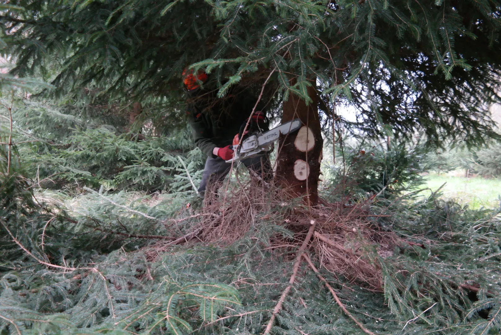 kerstboom zagen 2020 sam 3861