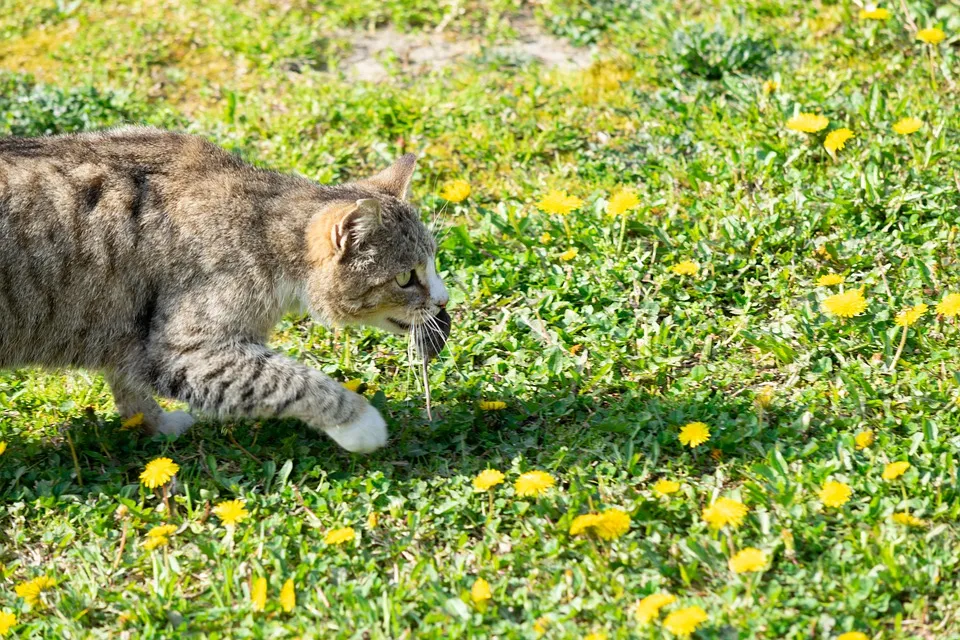 mouse 5060665 960 720