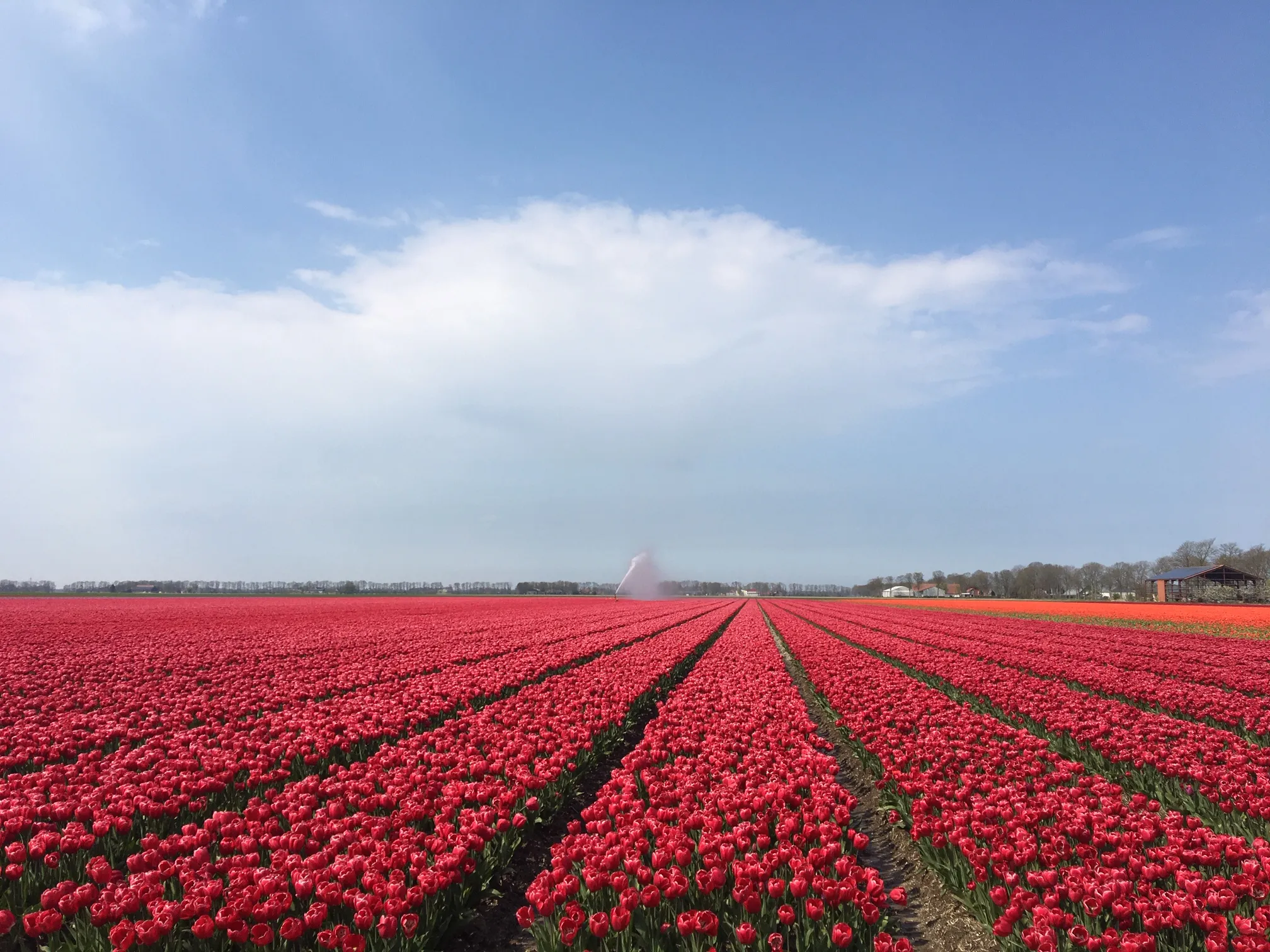 nop tulp img 0271