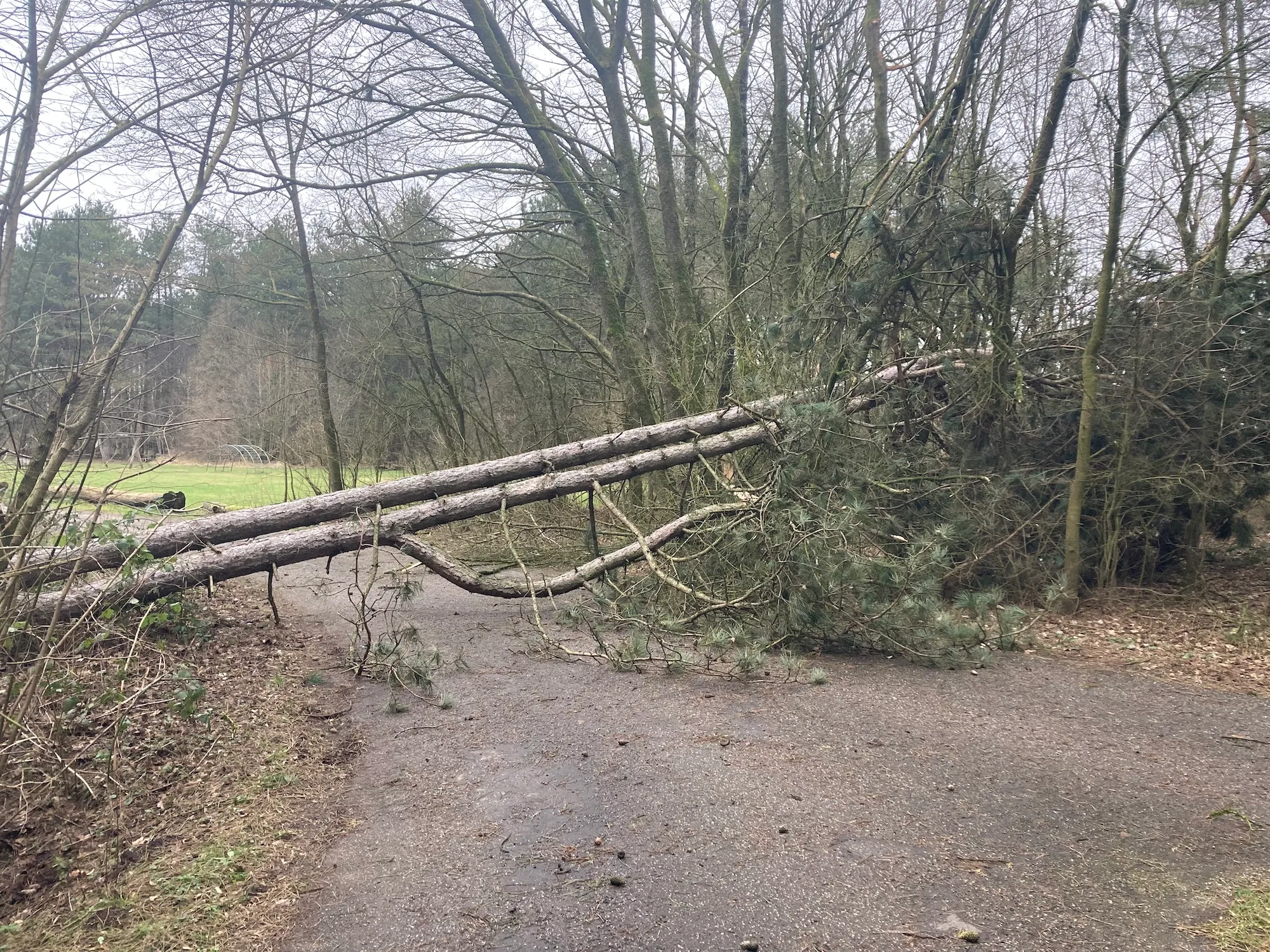 omgevallen boom bij speelweide voorsterbos img 8730