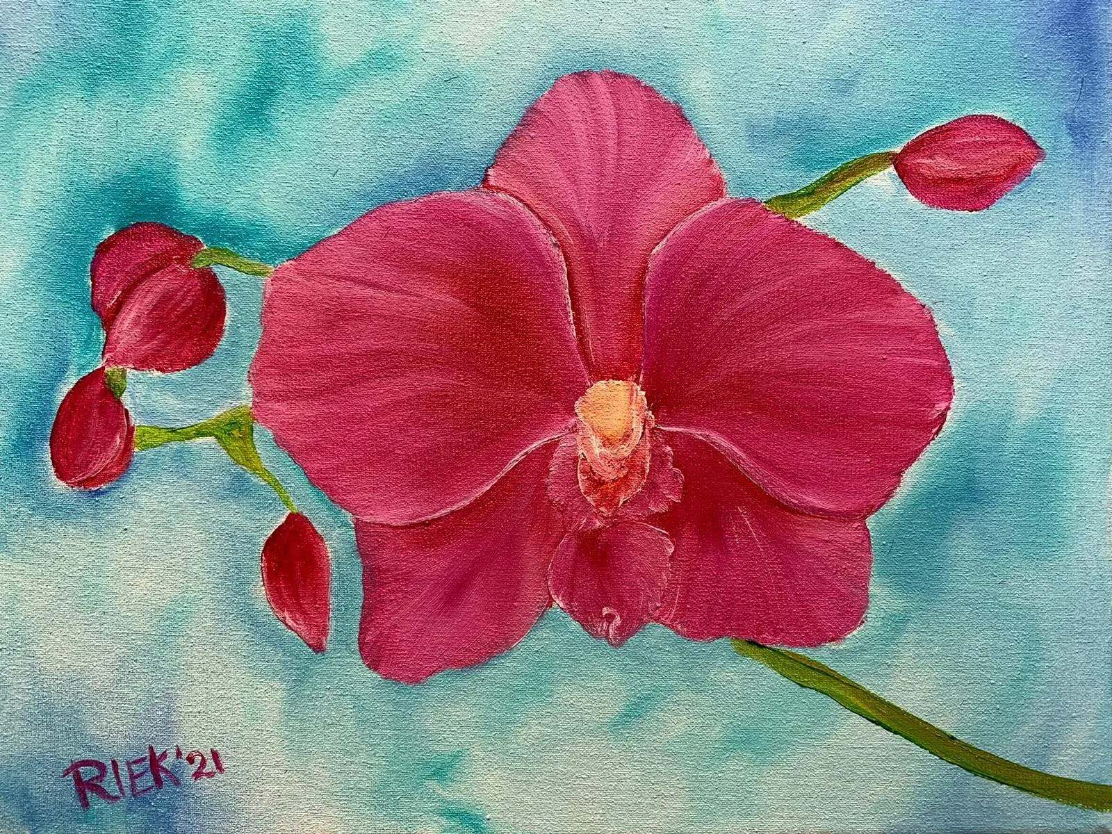 orchidee 219297658 1662893577243927 5439110141728081988 n