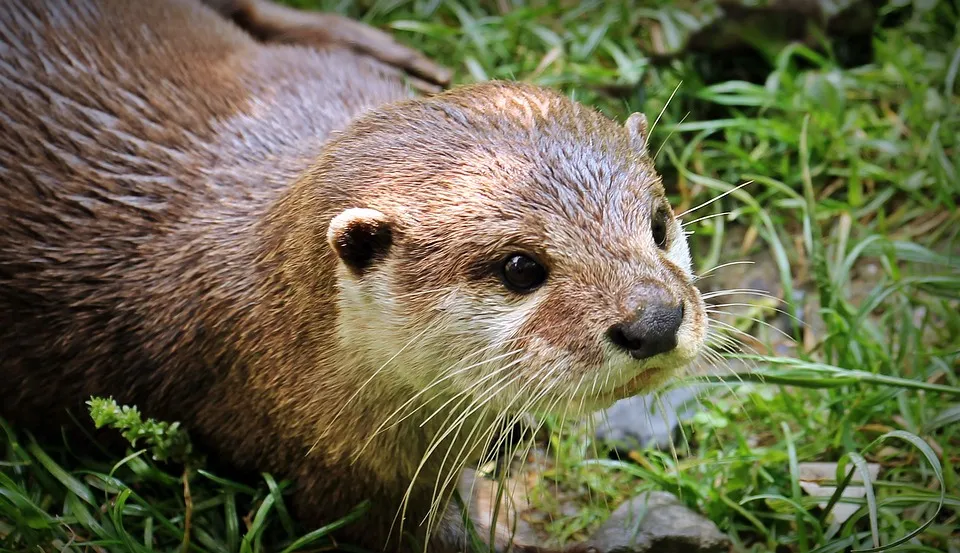 otter cc0 pixabay