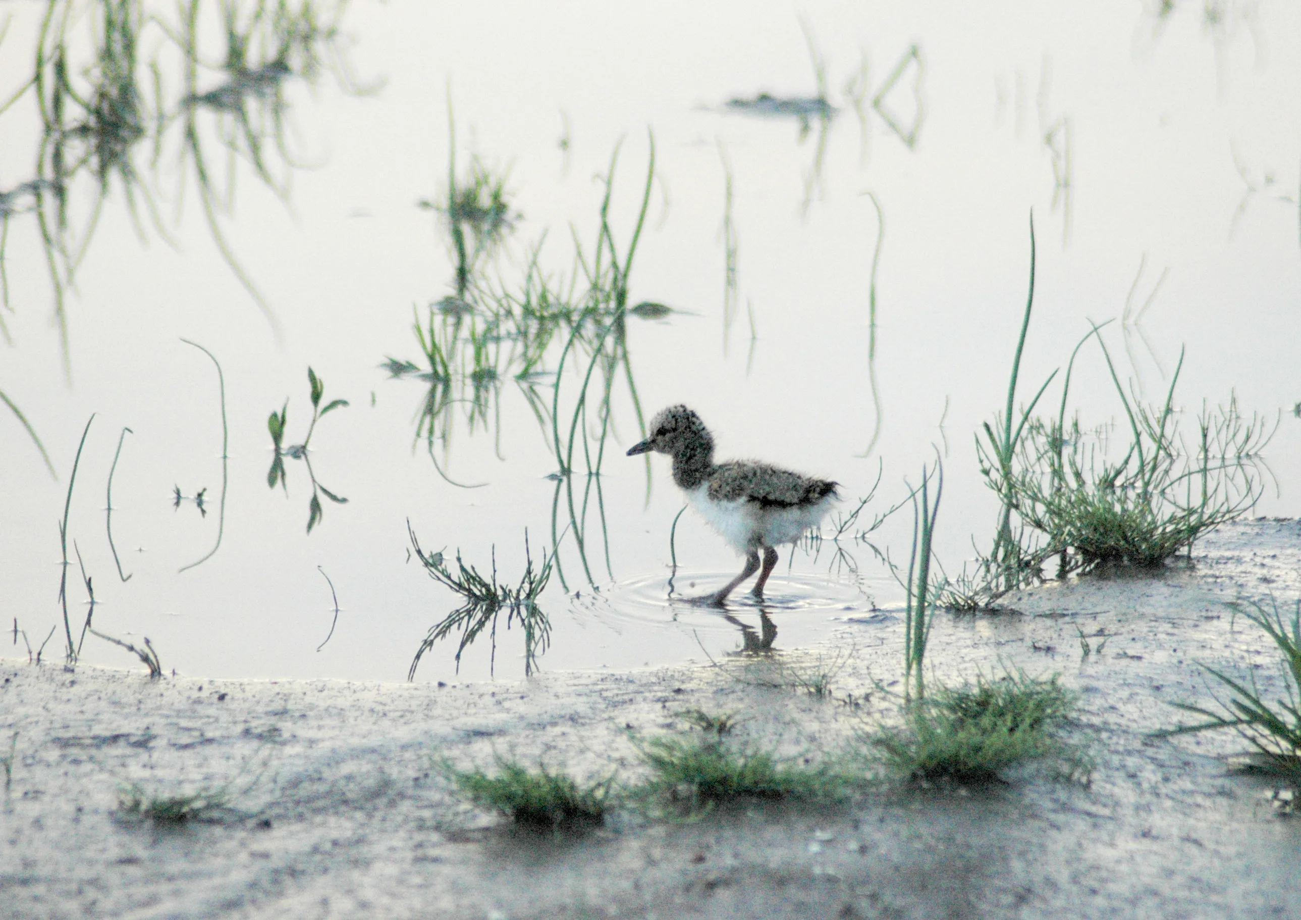 scholeksterkuiken in plasdras