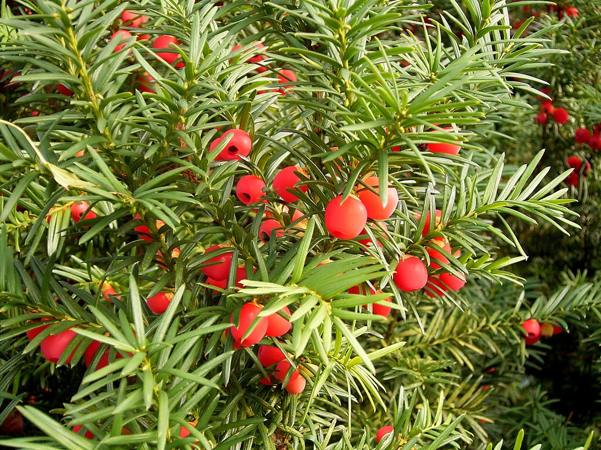 taxus baccata cc by commonswikimediaorg