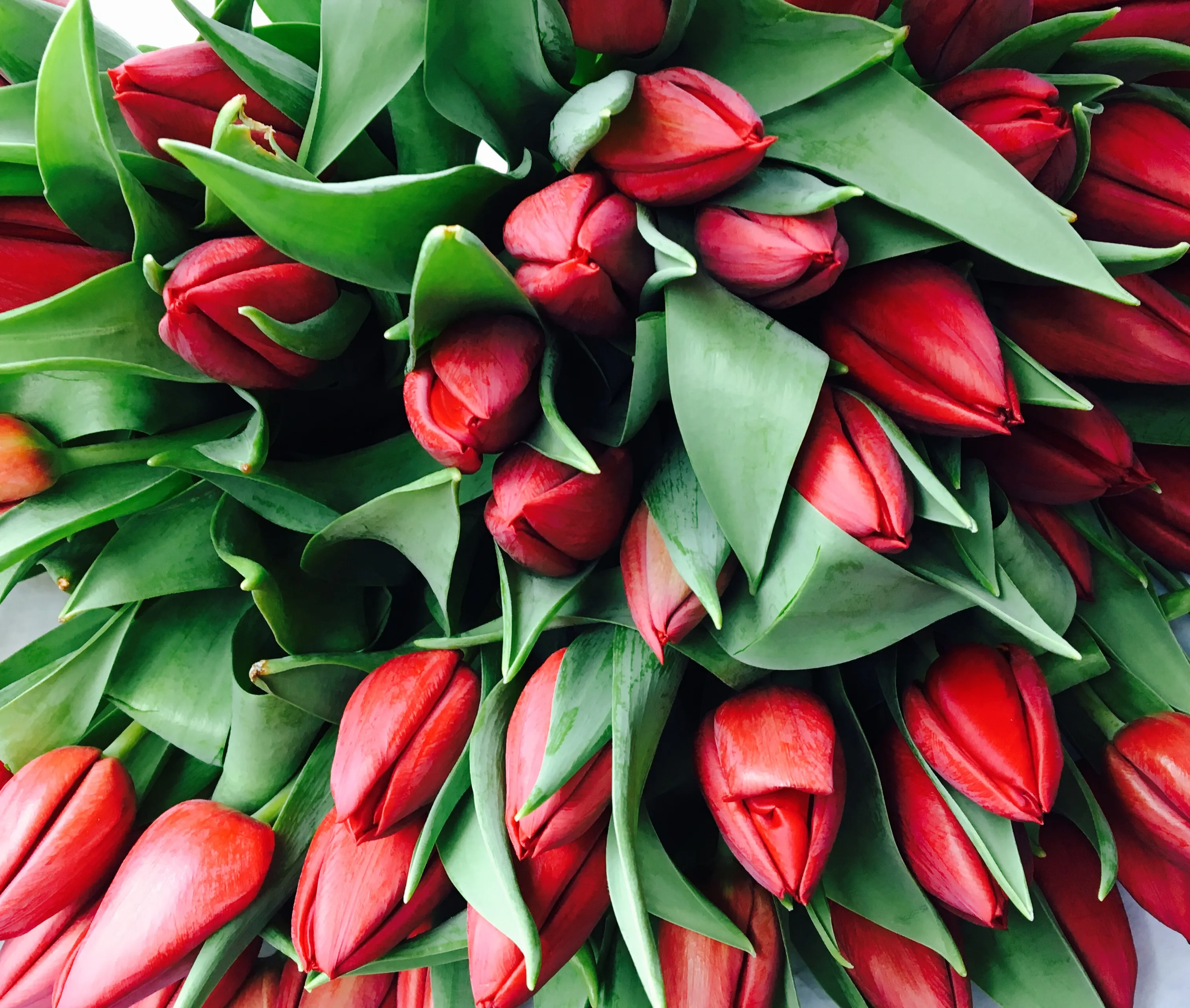 tulpen img 1351