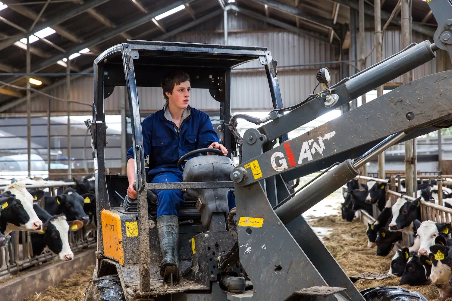 veehouderij groenhorstemmeloord