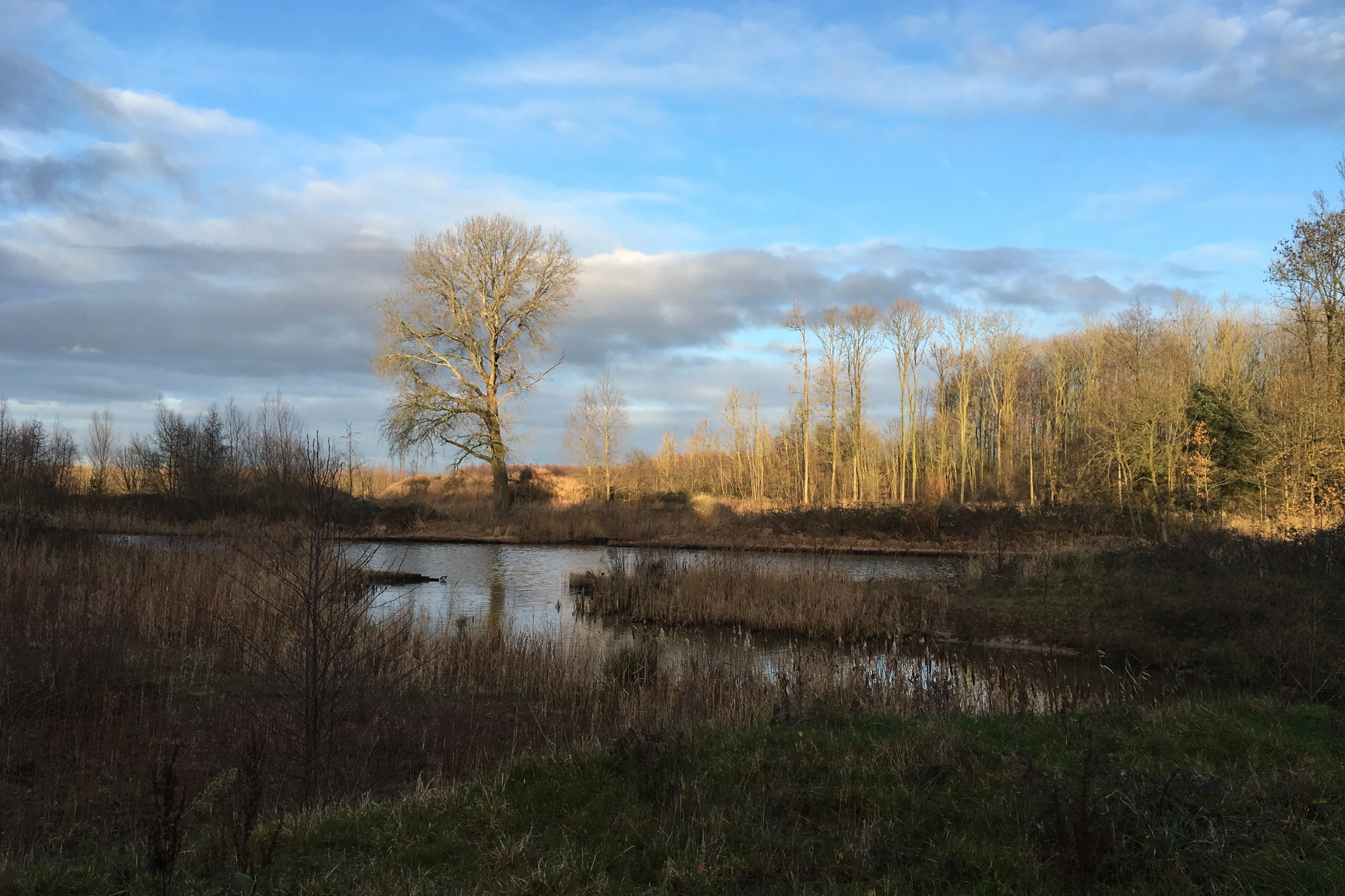 voorsterbos 2019 img 1723