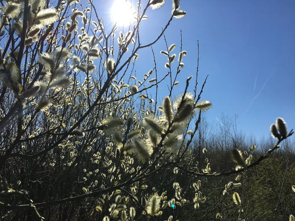 wendelbos 27032017 img 1977