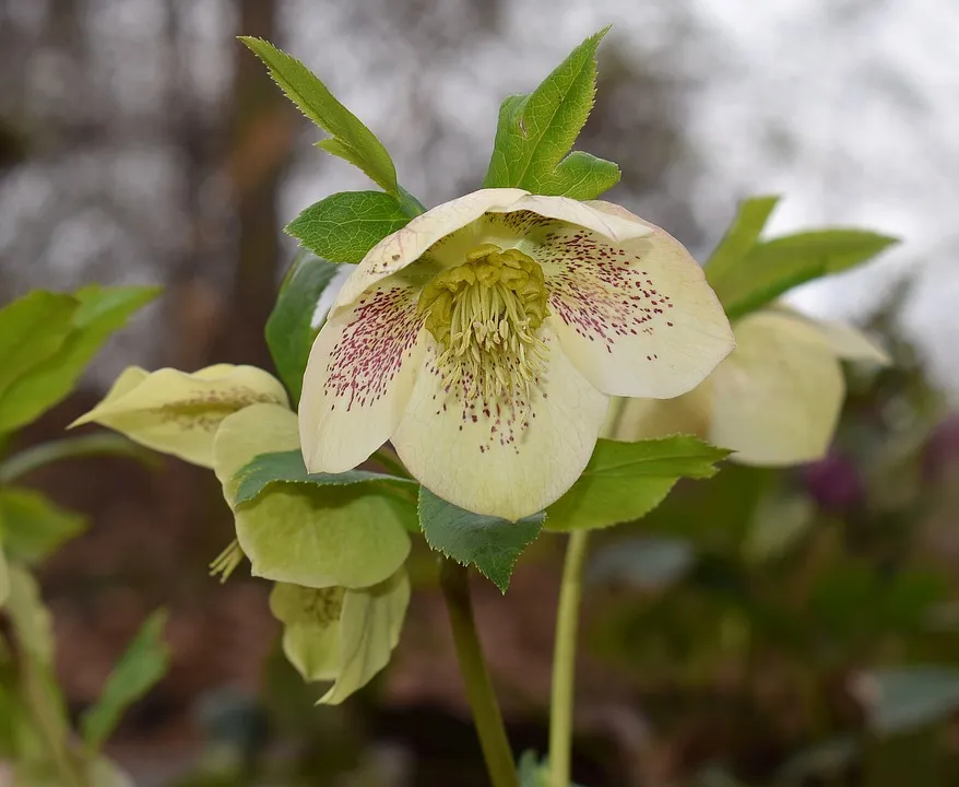 witte helleborus cc0 by pixabaycom