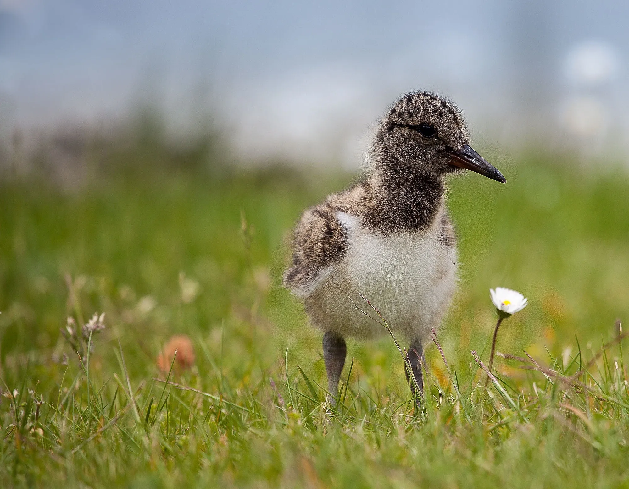 20250212 cursusweidevogels