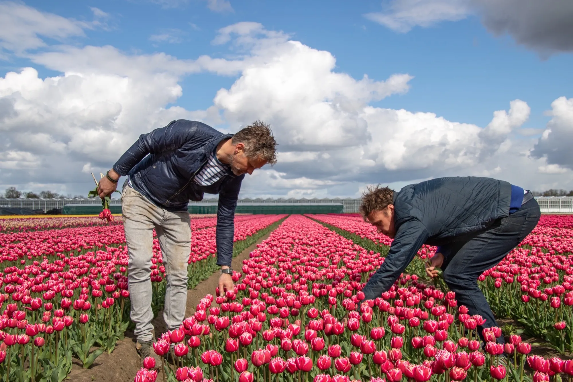 tulipsgreen