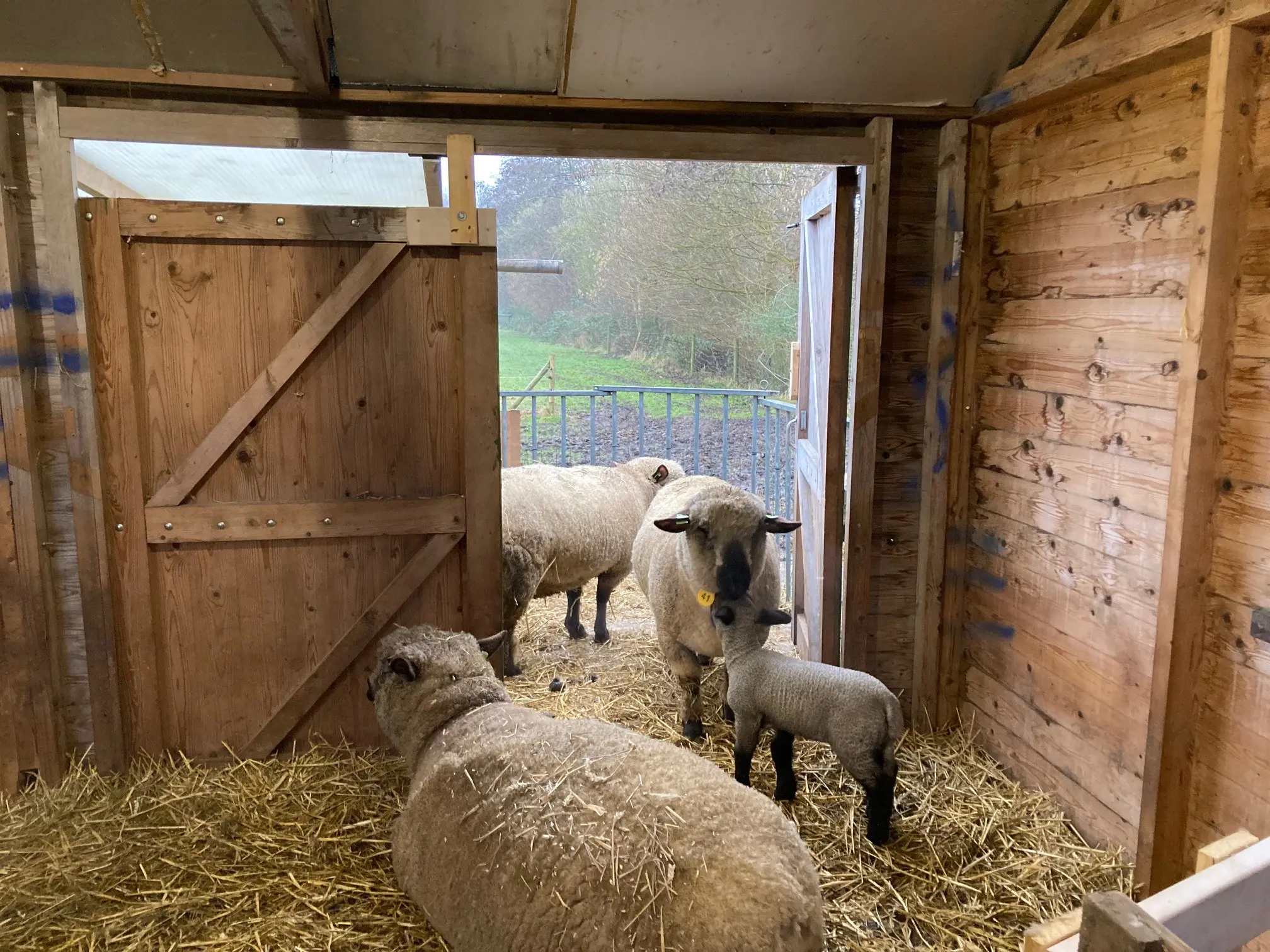 Schaap IMG_8231