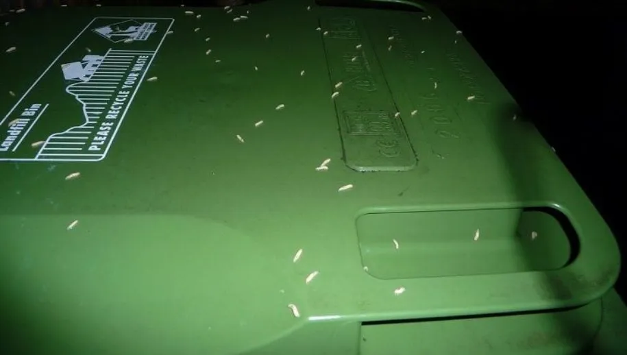 Houd uw GFT-container schoon deze zomer