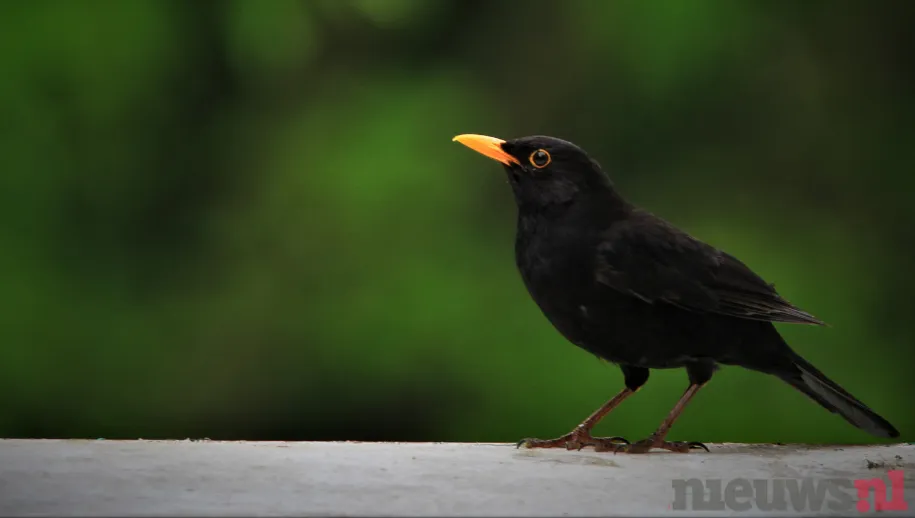 Komend weekend Nationale Tuinvogeltelling, merel staat centraal bij telling