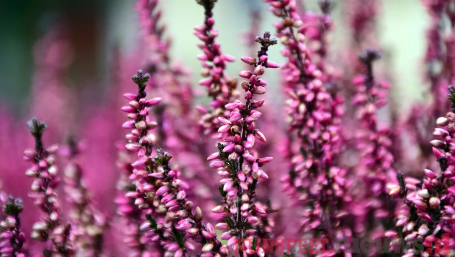 Heidebeheerplan voor de komende 10 jaar in de maak