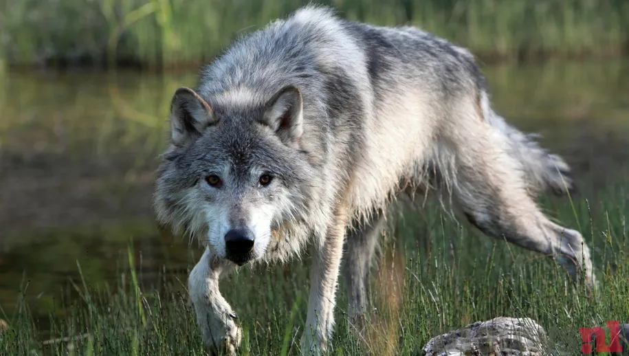 Tijdelijke maatregel in Gelderland: Een unieke methode om een wolf terug te laten trekken