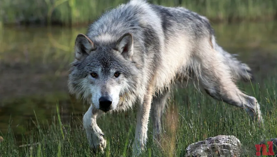 Paintballgeweer voorlopig geen inzet tegen wolf