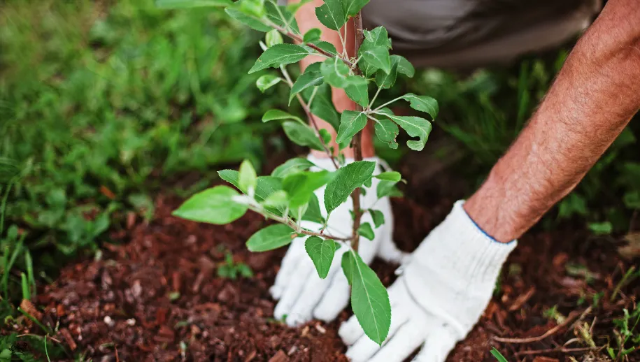 Tuinieren: Zo verwijder je onkruid uit je tuin