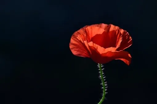 Herdenking Poppyday Nunspeet