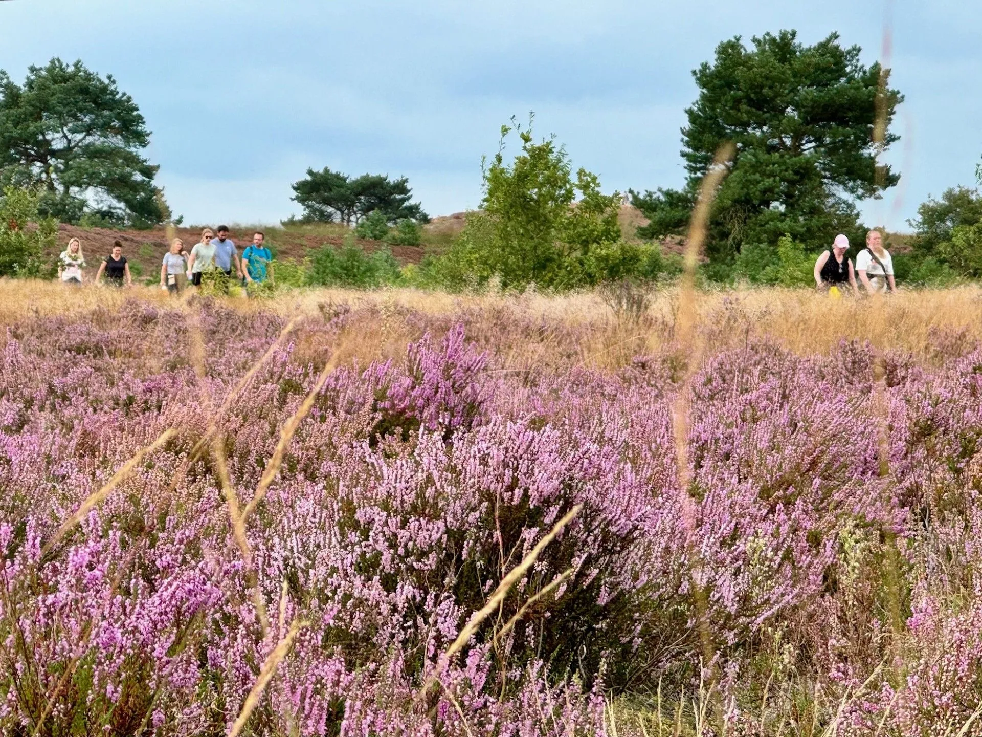 Veel belangstelling Nunspeetse Heideloop
