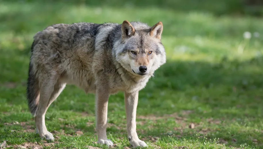 Wolf grijpt hond en Zandenbos tijdelijk afgesloten geweest