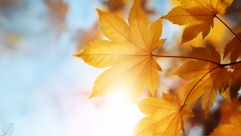 De herfst is weer begonnen: tijd voor gezelligheid en verandering