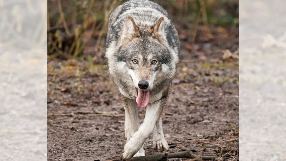 Veluwse gemeenten luiden noodklok over de wolf