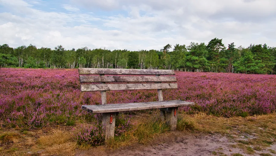 Vrijetijdsaanbod in Nunspeet: Veluwemeer en het Noord-Veluws Museum