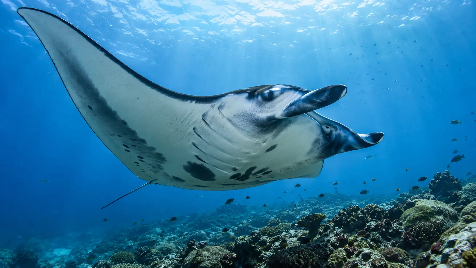 wereld manta roggendag
