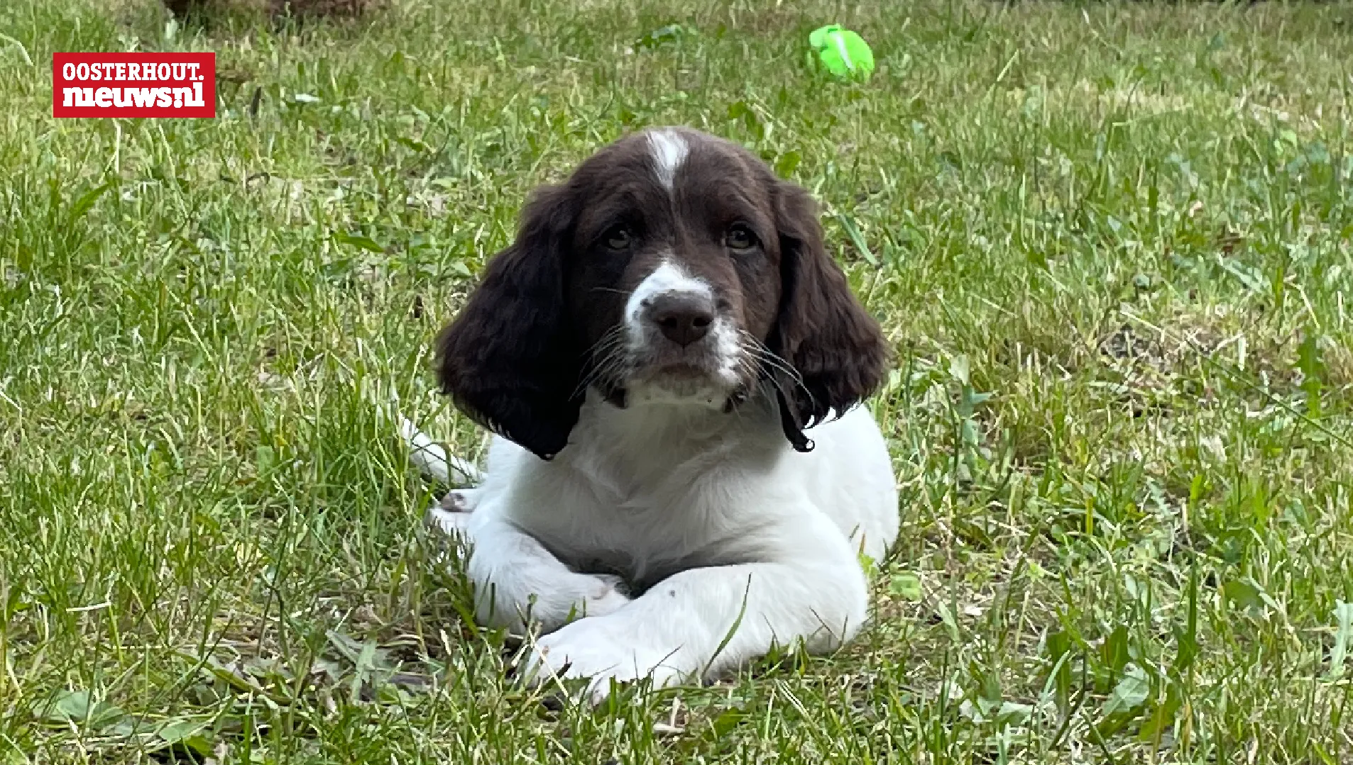 puppy tiggy
