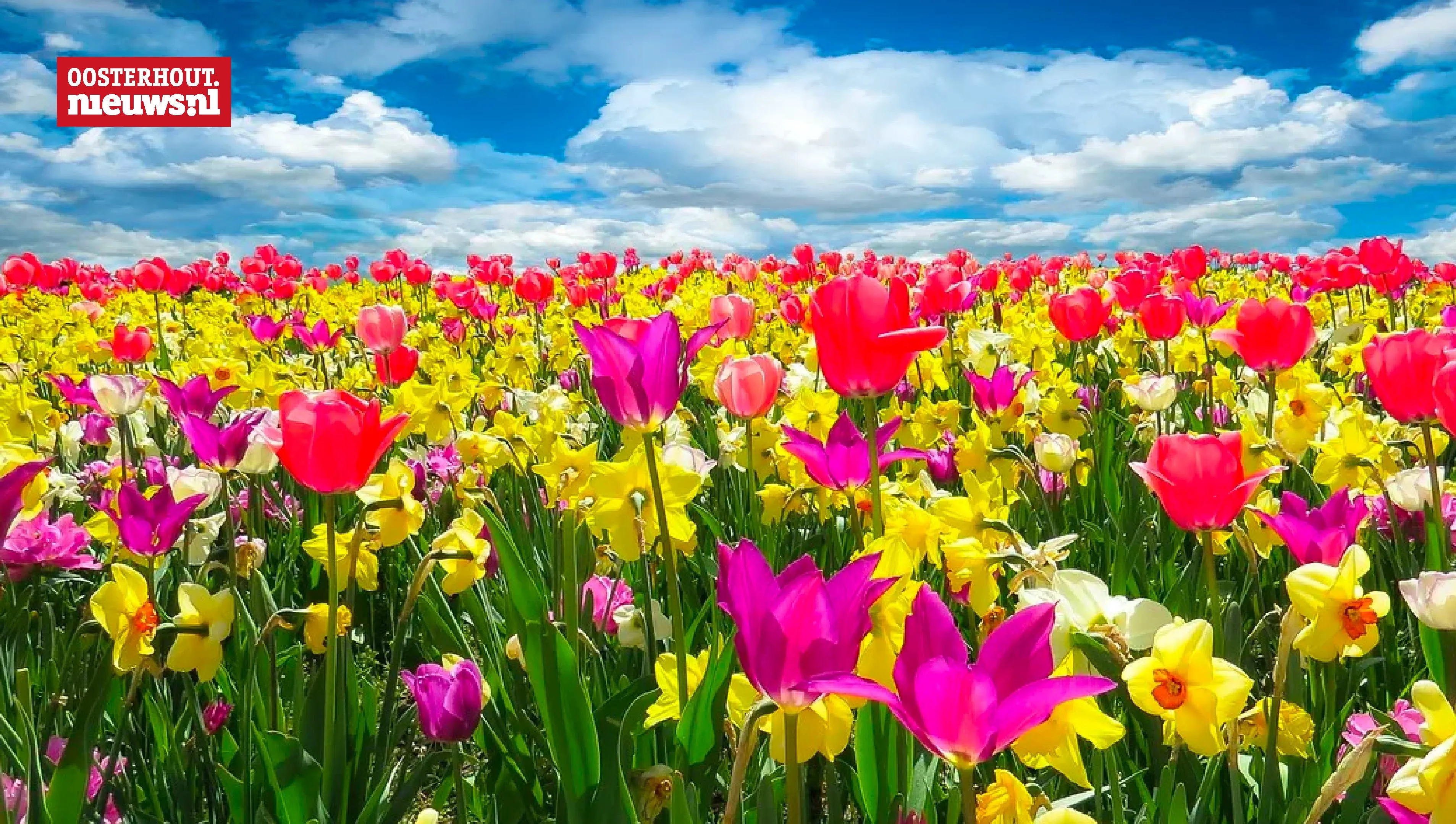 bloemen lente voorjaar