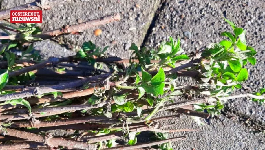 Gratis boompjes en struiken voor Oosterhouters