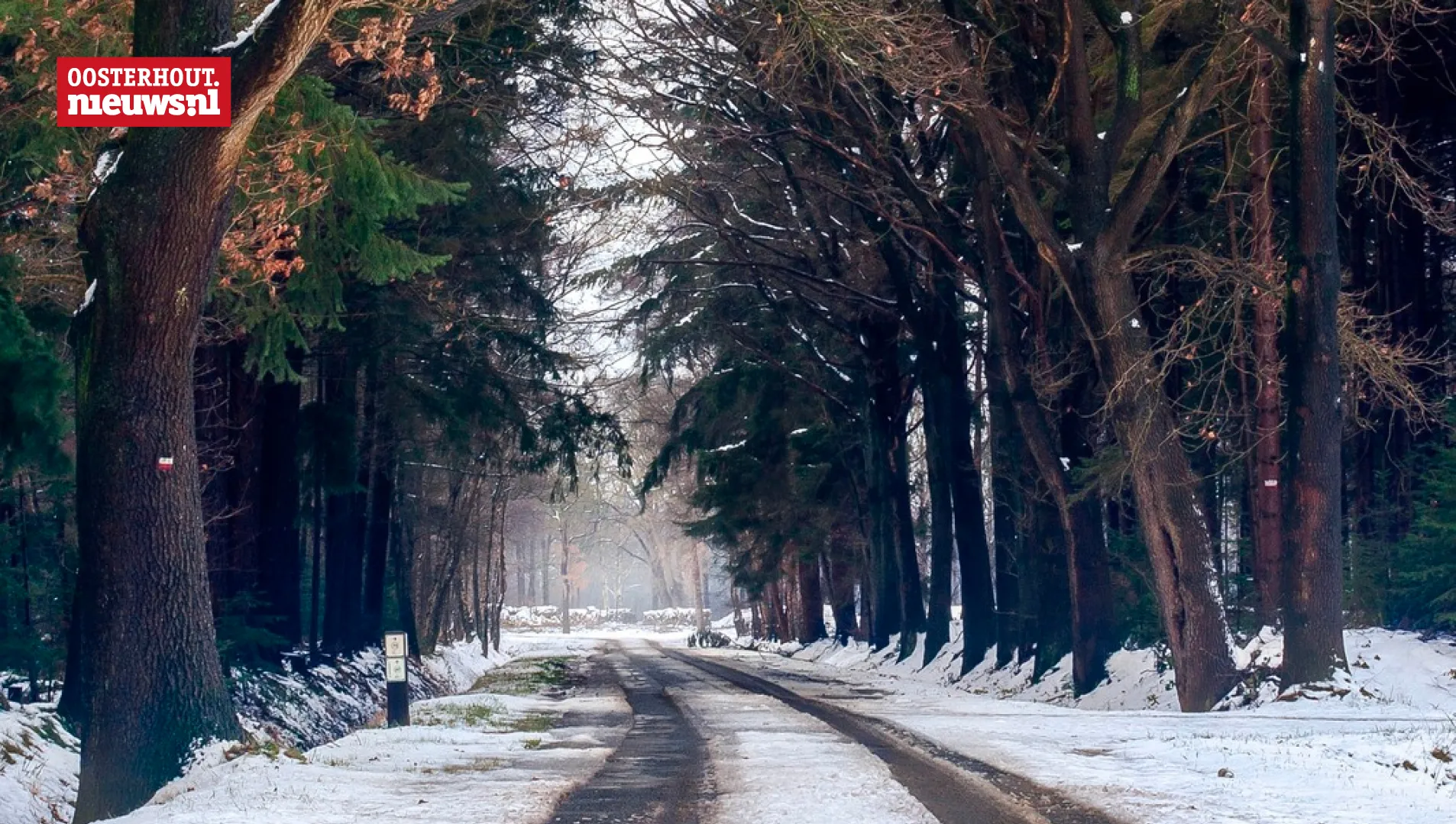 bos sneeuw