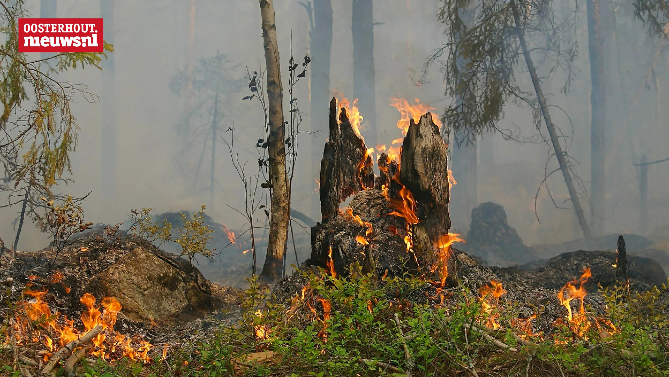 Gevaar voor natuurbranden door droogte