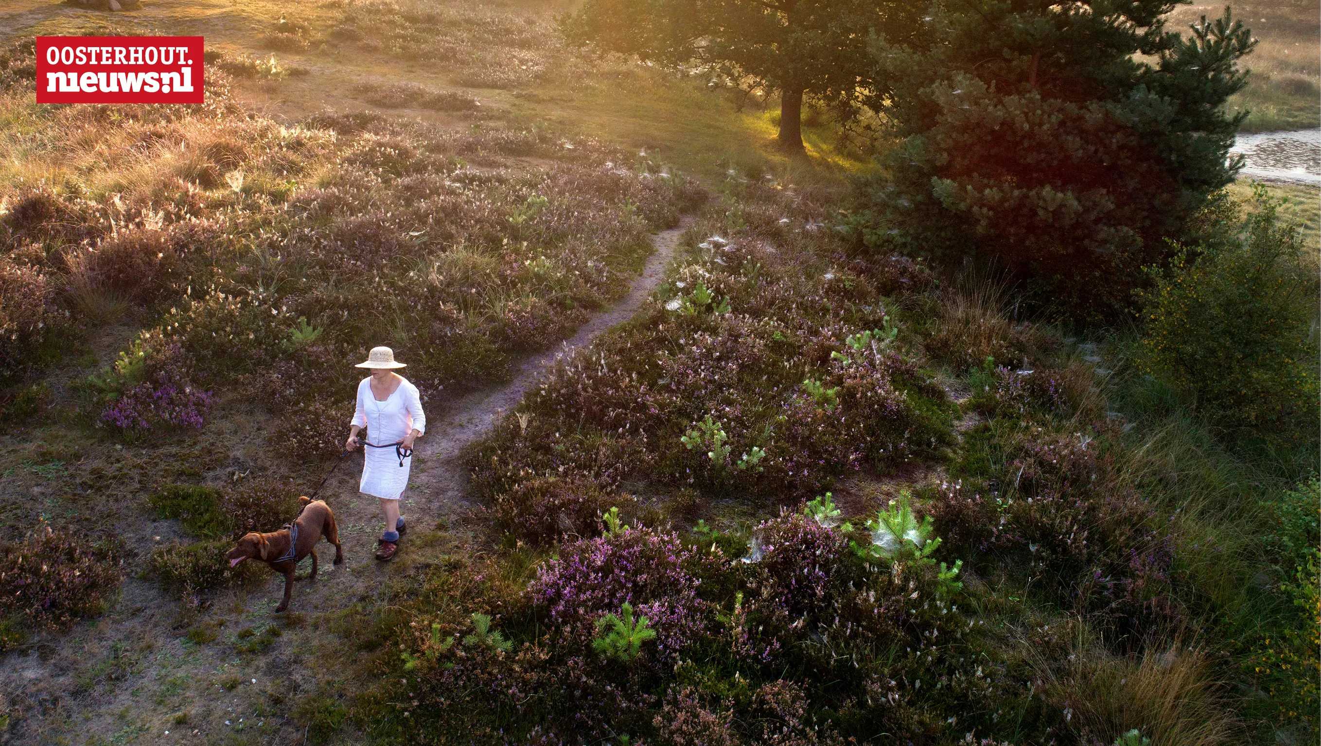 brabantse bossen