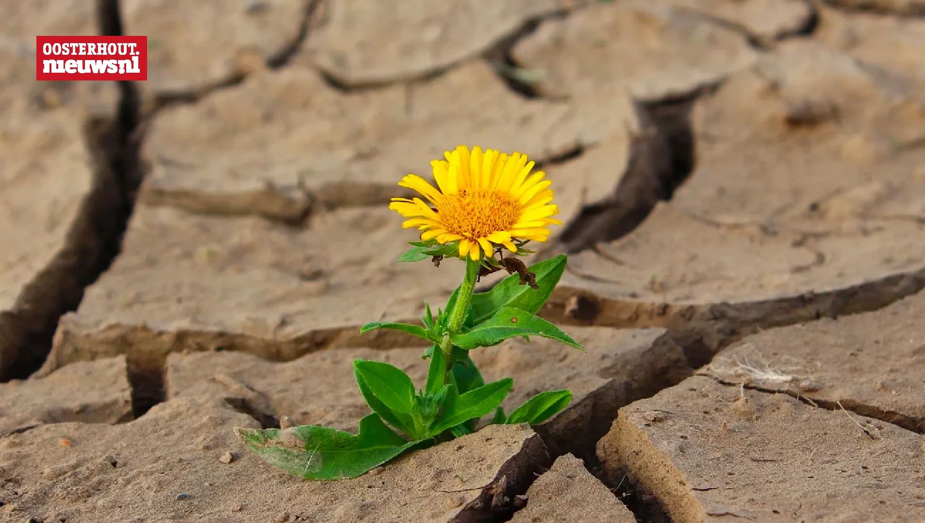 Neerslagtekort loopt komende weken op door zon en droogte