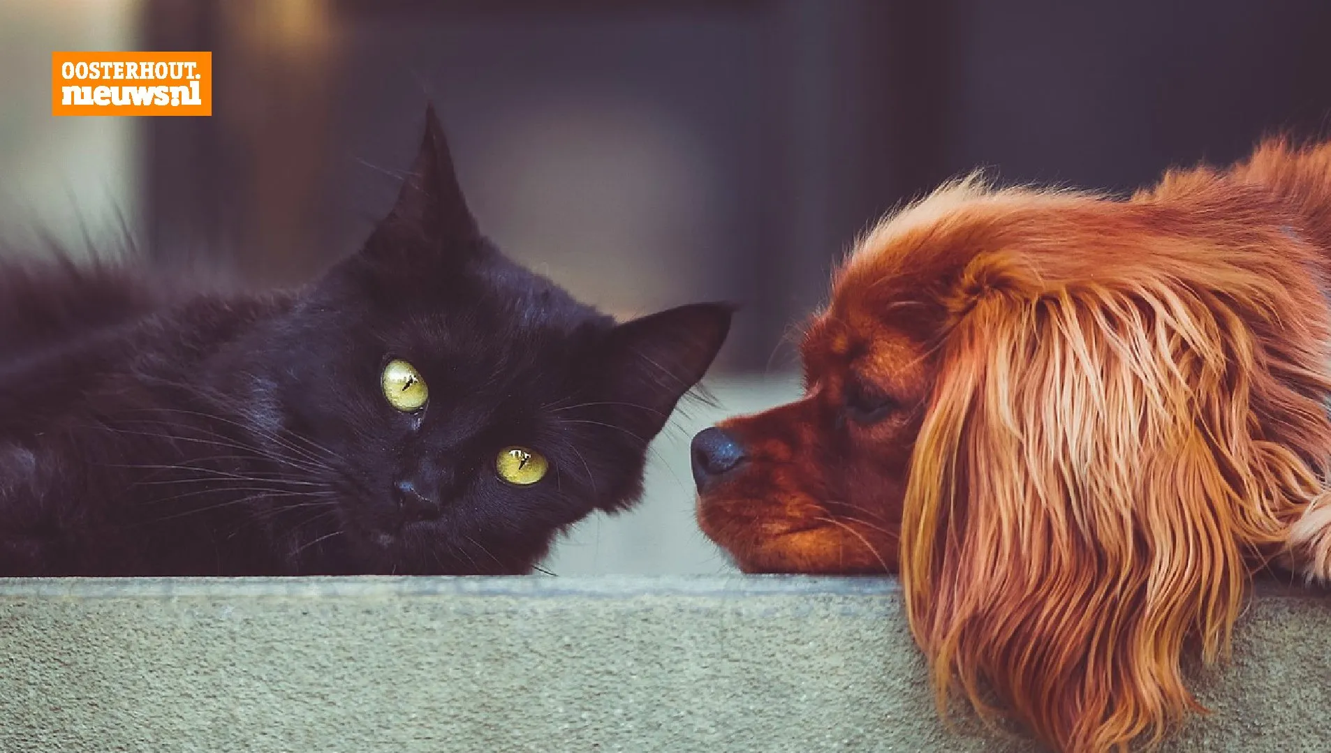 hond en kat