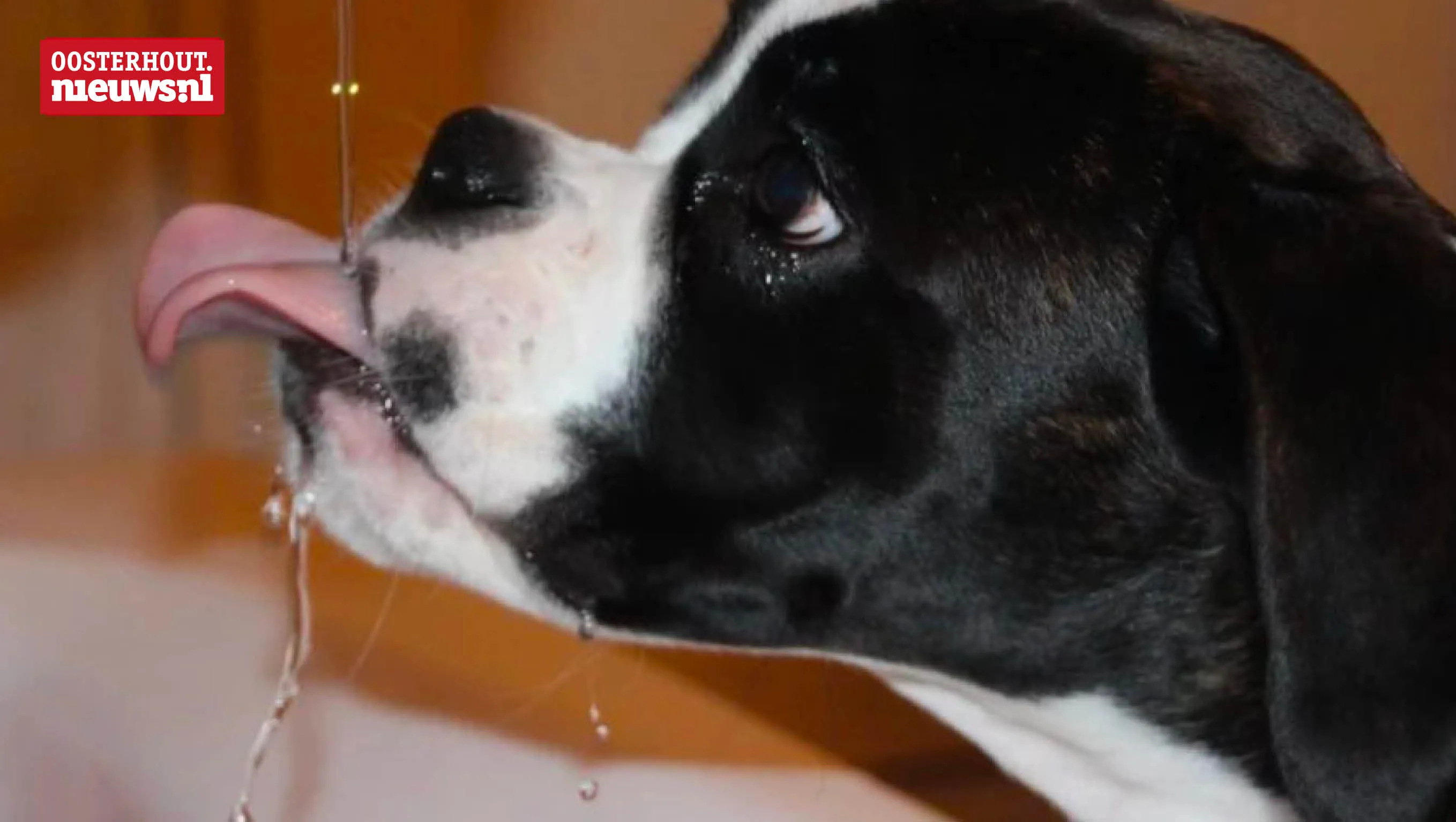 hond kraan
