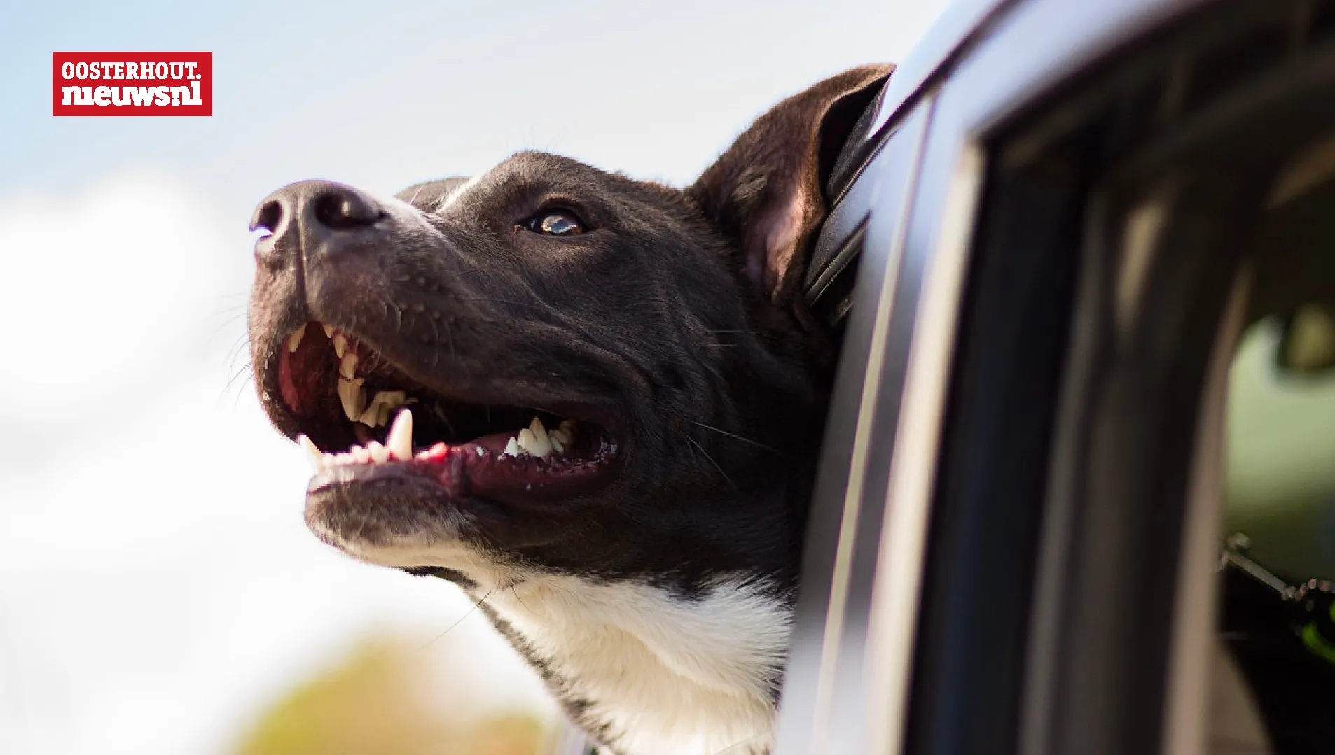 hond uit autoraam