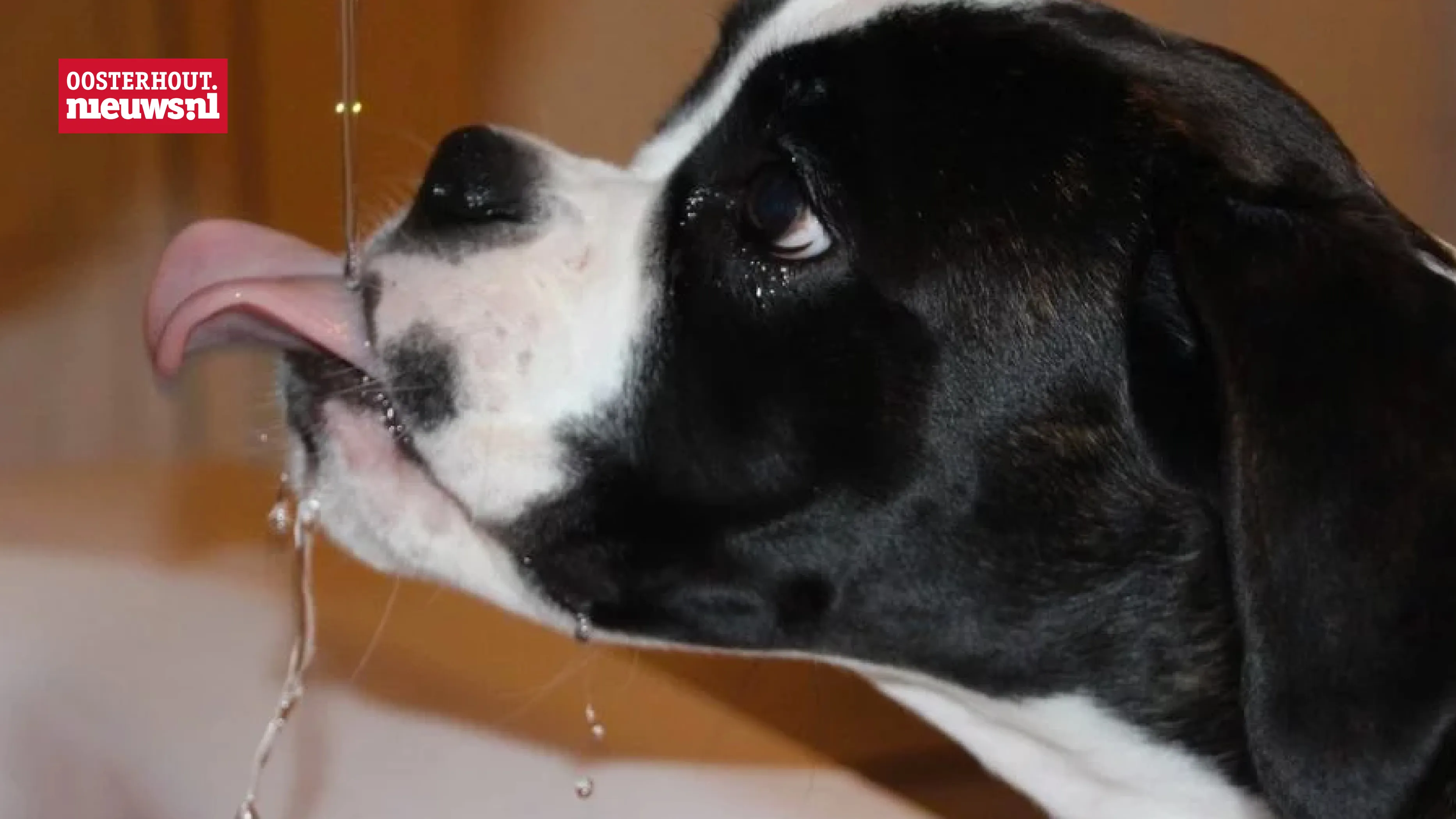 hond water drinken